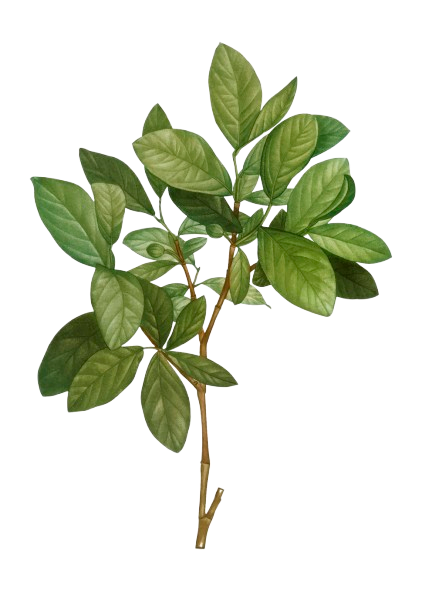 Decorative Leaf Branch